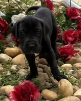 Female, a female Great Dane for sale in Clanton, AL – 3 of 10