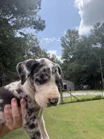 Female , a female Great Dane for sale in Clanton, AL – 4 of 6