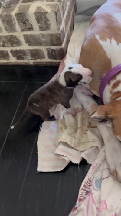 Male, a male Great Dane for sale in Clanton, AL – 6 of 6