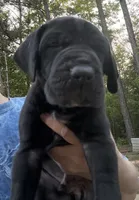 Female, a female Great Dane for sale in Clanton, AL – 4 of 10