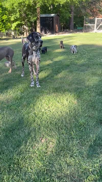 Female , a female Great Dane for sale in Clanton, AL – 10 of 10