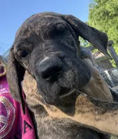 Female, a female Great Dane for sale in Clanton, AL – 7 of 10