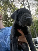 Male, a male Great Dane for sale in Clanton, AL – Photo 2 of 3