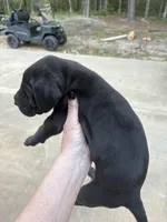 Male, a male Great Dane for sale in Clanton, AL – Photo 3 of 3