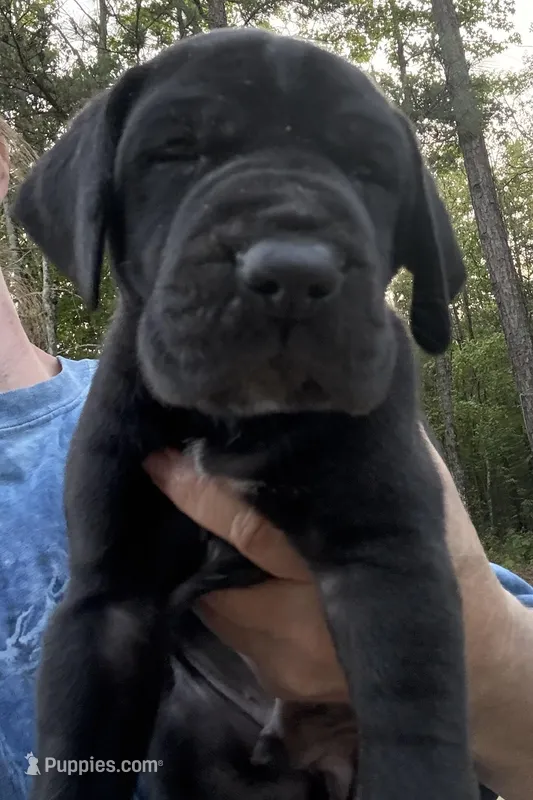 Male – Great Dane puppy for sale in Clanton, AL