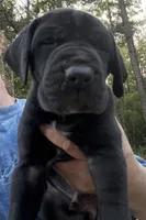 Male, a male Great Dane for sale in Clanton, AL – Photo 1 of 3