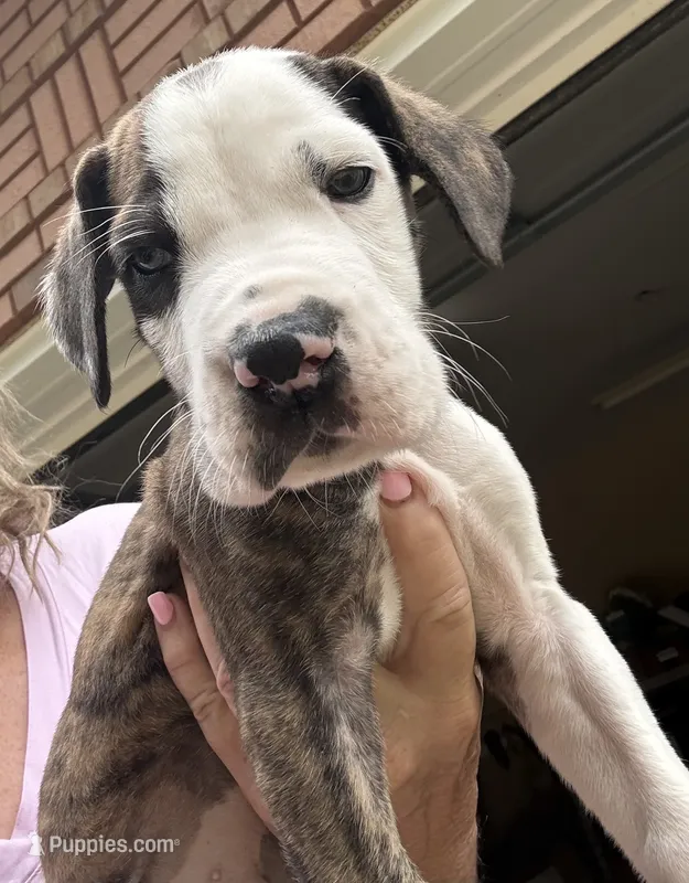 Male – Great Dane puppy for sale in Clanton, AL