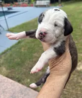 Male, a male Great Dane for sale in Clanton, AL – 3 of 6