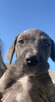 Female, a female Great Dane for sale in Clanton, AL – 6 of 10