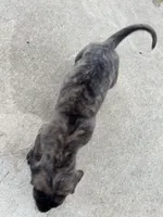 Female, a female Great Dane for sale in Clanton, AL – Photo 3 of 5