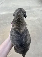 Female, a female Great Dane for sale in Clanton, AL – Photo 4 of 5