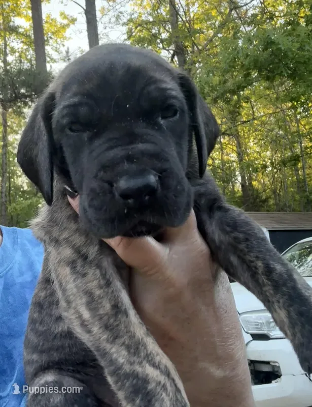 Female – Great Dane puppy for sale in Clanton, AL