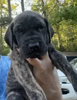 Female, a female Great Dane for sale in Clanton, AL – Photo 1 of 5