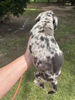 Female , a female Great Dane for sale in Clanton, AL – 6 of 6