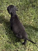 Male, a male Great Dane for sale in Clanton, AL – 2 of 4