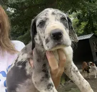 Female , a female Great Dane for sale in Clanton, AL – 2 of 6