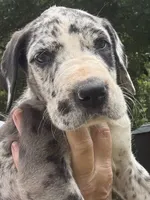 Female , a female Great Dane for sale in Clanton, AL – 3 of 6