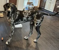 Male, a male Great Dane for sale in Clanton, AL – 5 of 9