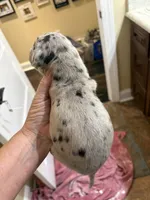 Male, a male Great Dane for sale in Clanton, AL – 6 of 10