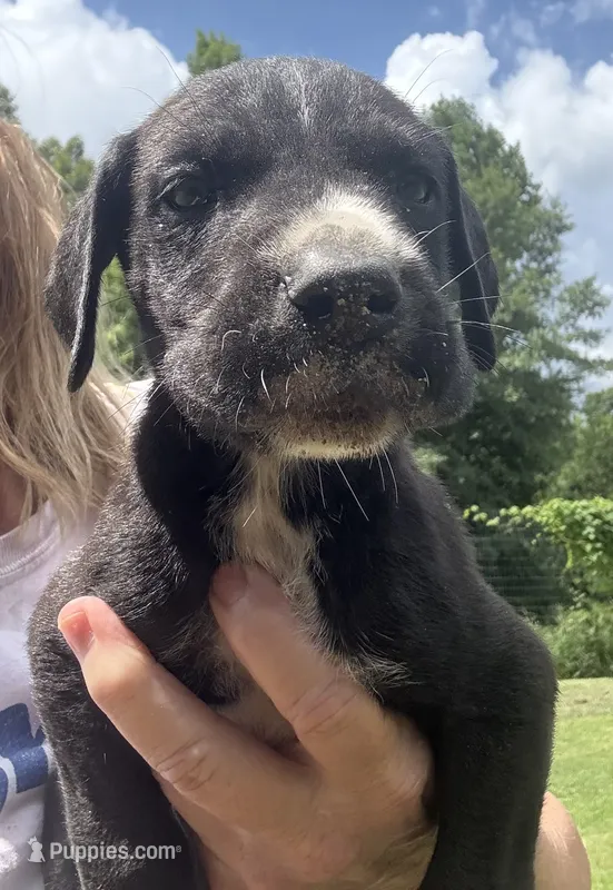Male – Great Dane puppy for sale in Clanton, AL
