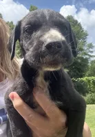 Male, a male Great Dane for sale in Clanton, AL – 1 of 4