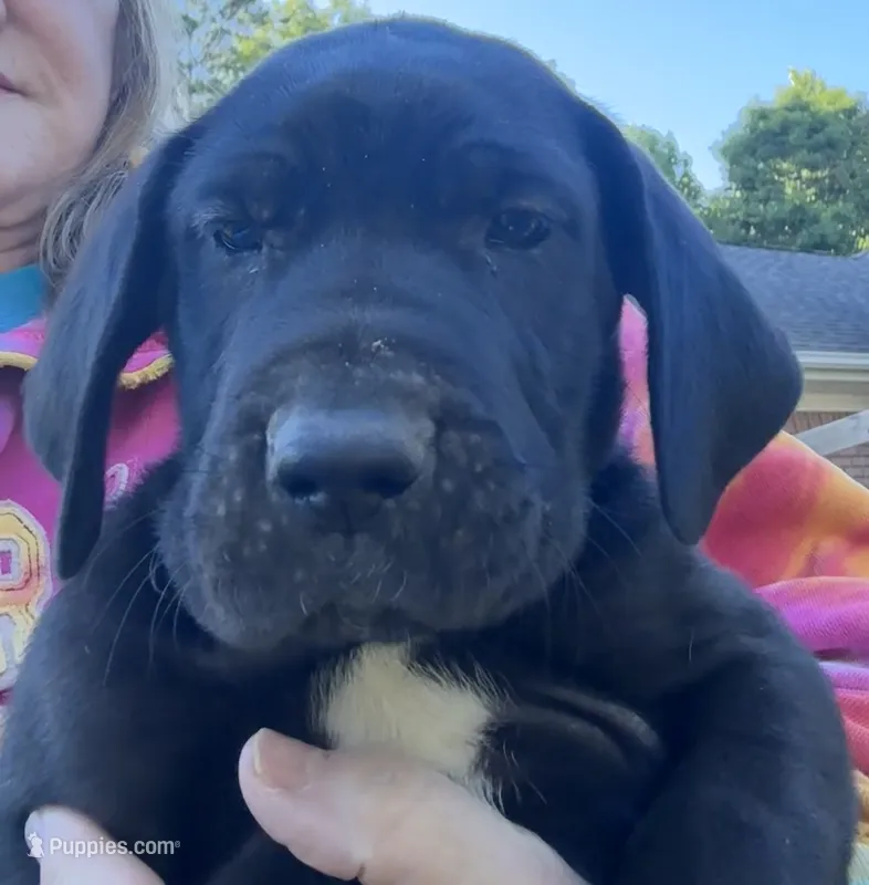 Male – Great Dane puppy for sale in Clanton, AL