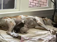 Male, a male Great Dane for sale in Clanton, AL – 2 of 6