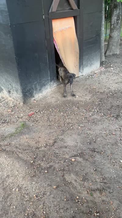 Male, a male Great Dane for sale in Clanton, AL – 9 of 9