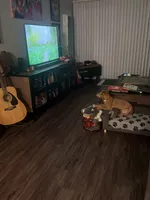 Bailey, a male Dachshund and Chihuahua for sale in Anaheim, CA – Photo 3 of 5