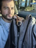 Bailey, a male Dachshund and Chihuahua for sale in Anaheim, CA – Photo 4 of 5