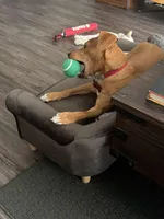 Bailey, a male Dachshund and Chihuahua for sale in Anaheim, CA – Photo 2 of 5