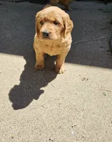 Ginger 6, a female Golden Retriever for sale in Alcester, SD – 2 of 3