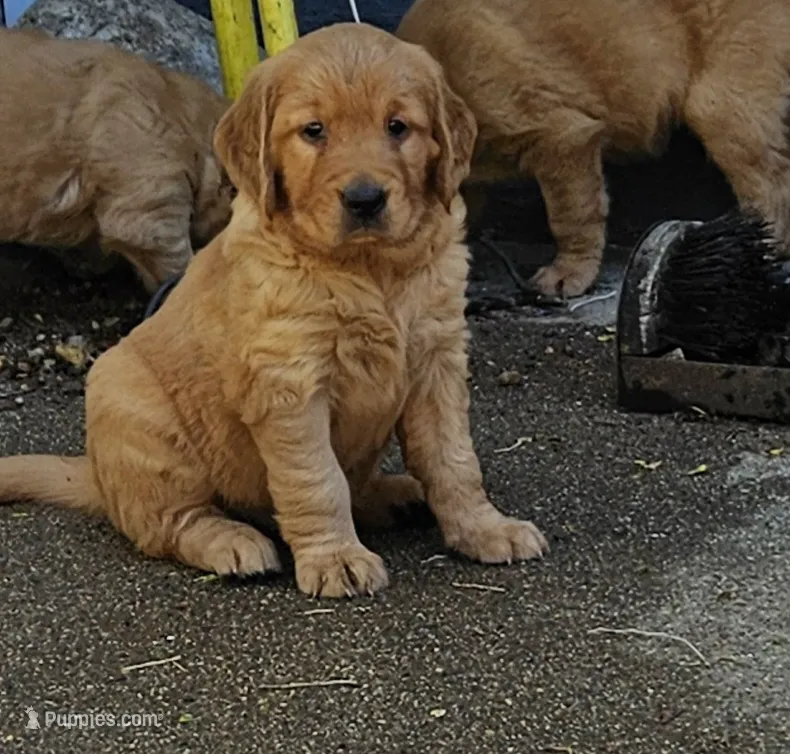 Gingers girl  – Golden Retriever puppy for sale in Alcester, SD