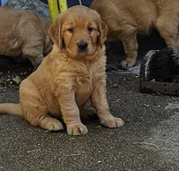 Gingers girl , a female Golden Retriever for sale in Alcester, SD – 1 of 2