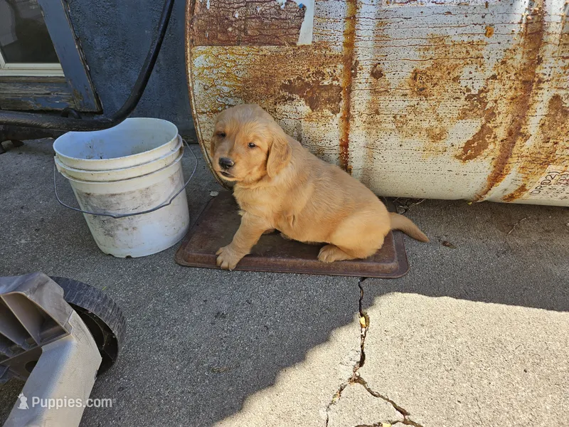 Ginger 5 – Golden Retriever puppy for sale in Alcester, SD