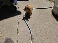 Gingers girl , a female Golden Retriever for sale in Alcester, SD – 2 of 2