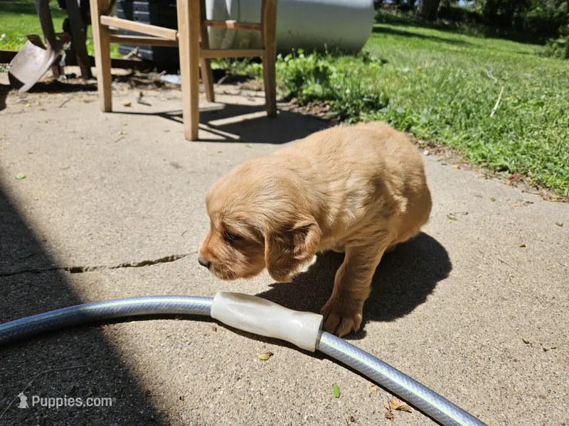 Ginger 6 – Golden Retriever puppy for sale in Alcester, SD