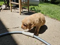 Ginger 6, a female Golden Retriever for sale in Alcester, SD – 1 of 3