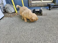 Ginger 6, a female Golden Retriever for sale in Alcester, SD – 3 of 3