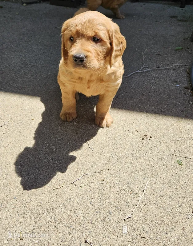 Ginger 3 – Golden Retriever puppy for sale in Alcester, SD