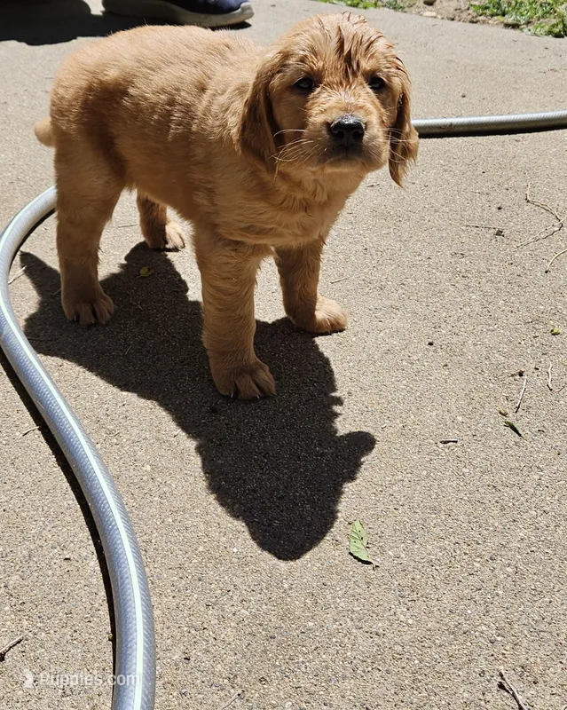 Ginger 2 – Golden Retriever puppy for sale in Alcester, SD