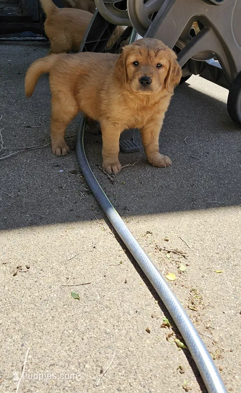 Ginger 4 – Golden Retriever puppy for sale in Alcester, SD