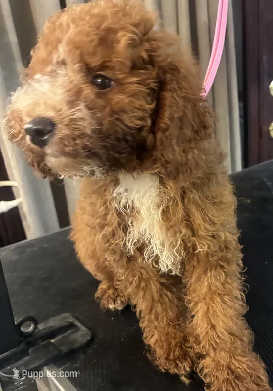 White collar – Poodle - Miniature  puppy for sale in Cullman, AL
