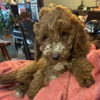 Yellow/orange, a male Poodle - Miniature  for sale in Cullman, AL – Photo 1 of 2