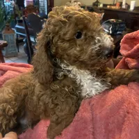 Yellow/orange, a male Poodle - Miniature  for sale in Cullman, AL – Photo 2 of 2