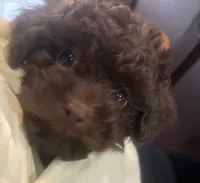 Purple female , a female Poodle - Toy  for sale in Cullman, AL – 4 of 4