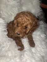 Pink collar, a female Poodle - Miniature  for sale in Cullman, AL – 3 of 3