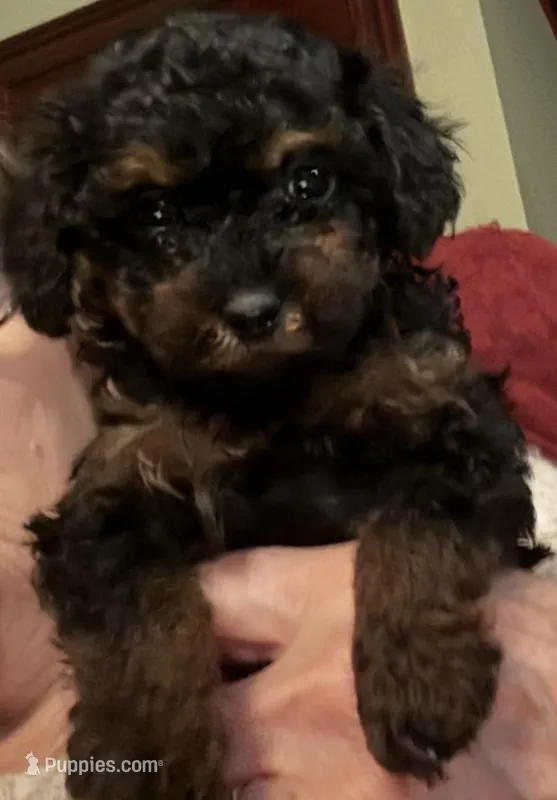 Female toy poodle