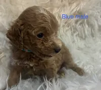 Blue collar, a male Poodle - Miniature  for sale in Cullman, AL – 3 of 4