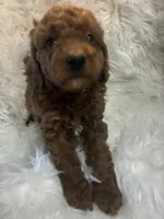 Yellow collar, a male Poodle - Miniature  for sale in Cullman, AL – 4 of 4